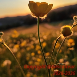 fleurs 